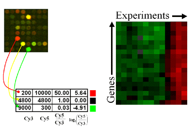 microarray image